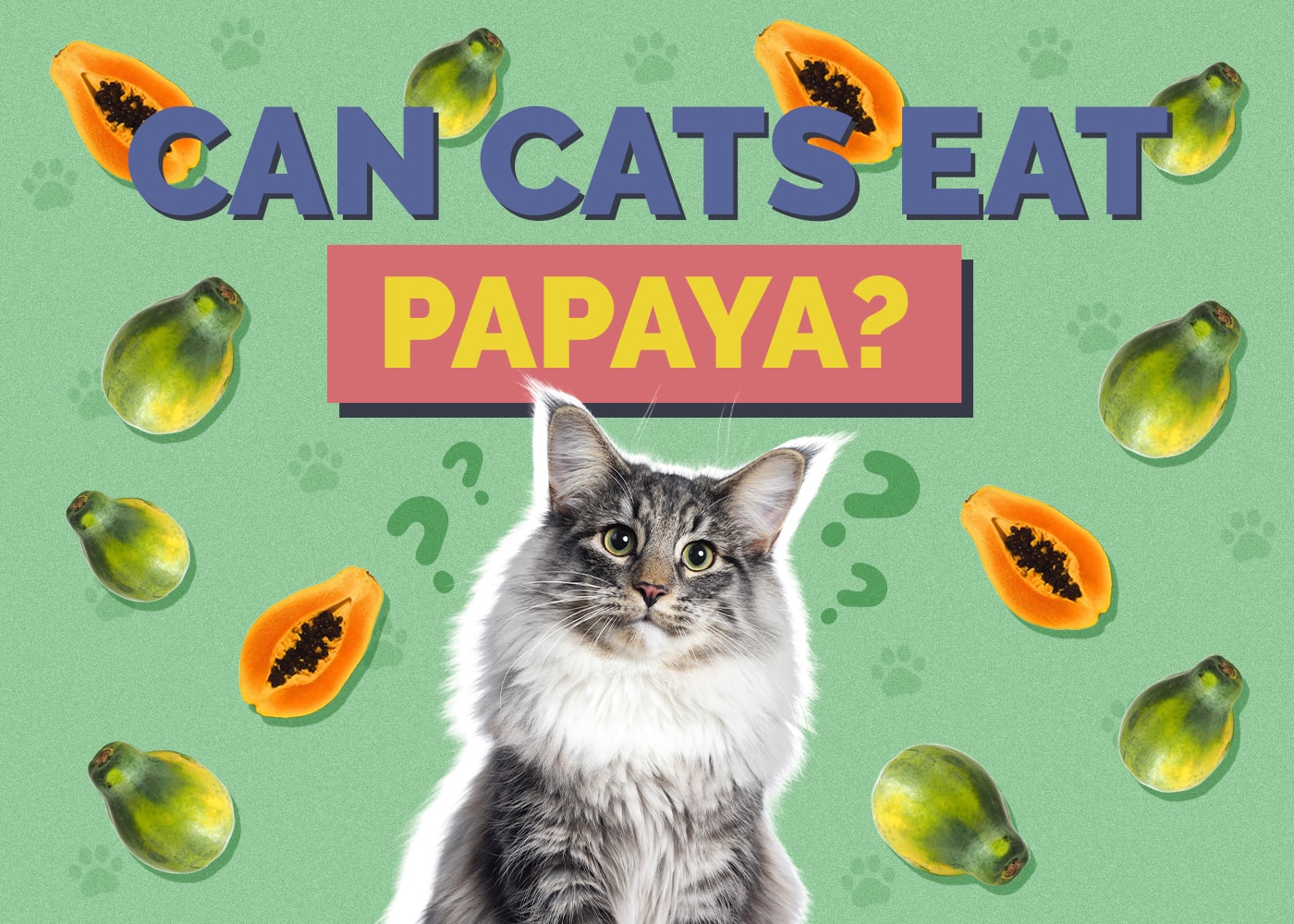 Can Cats Eat papaya