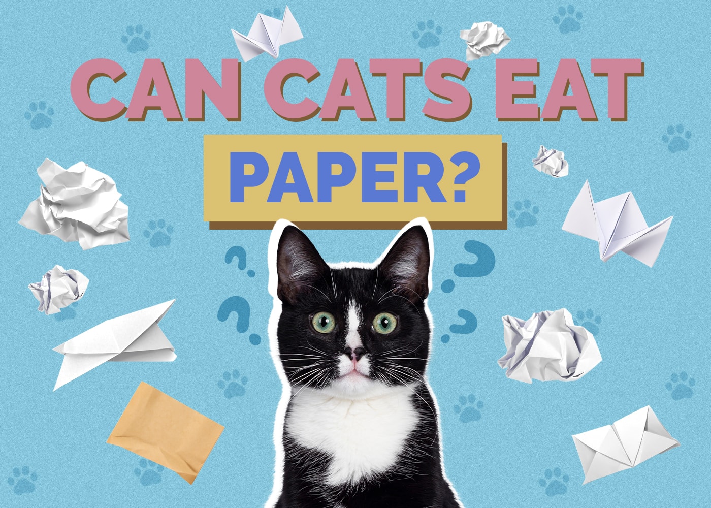 Can Cats Eat paper
