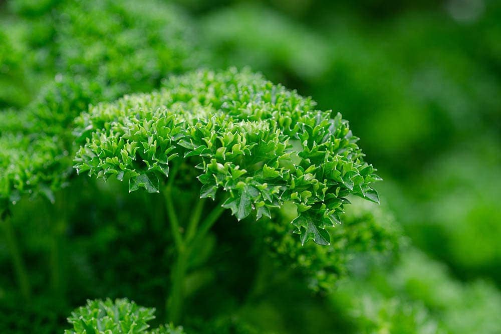 parsley plant close up