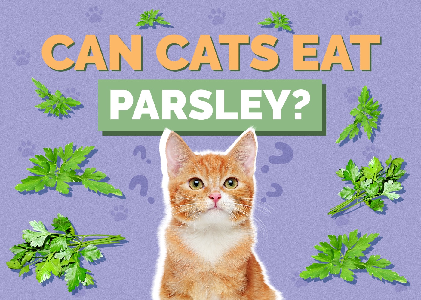 Can Cats Eat parsley