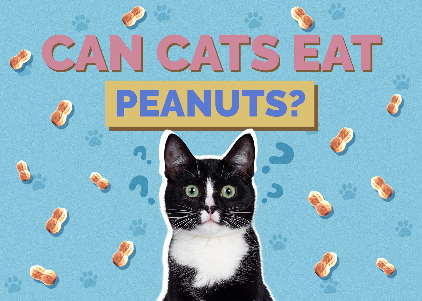 Can Cats Eat peanut