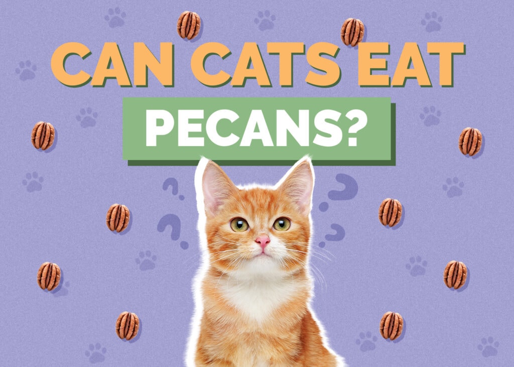 Can Cats Eat pecans