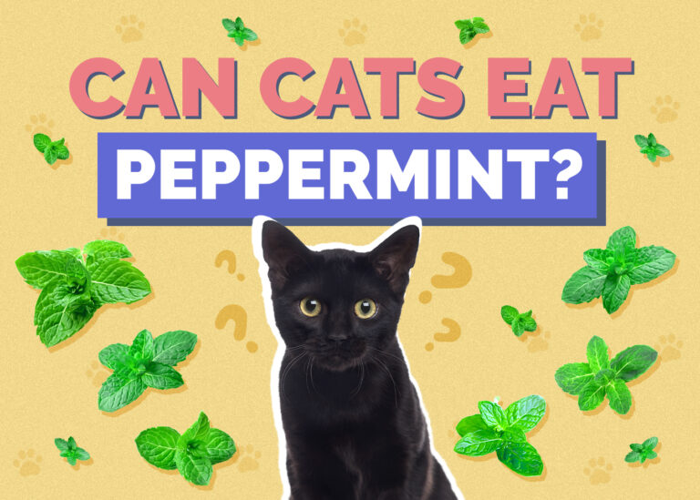 Can Cats Eat Peppermint? Nutrition Facts & FAQ Hepper