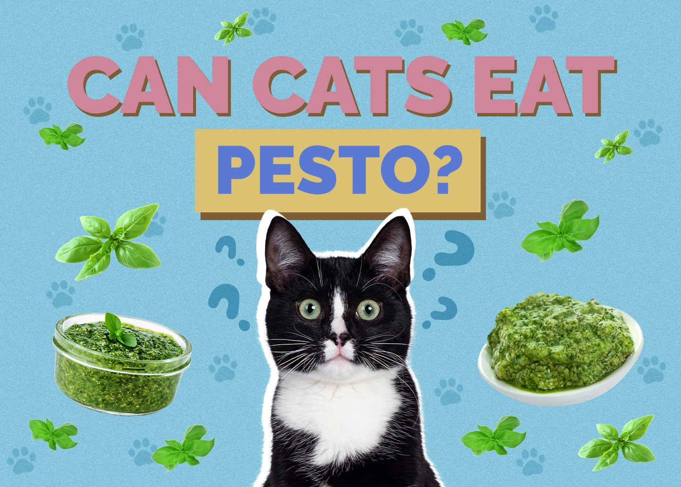 Can Cats Eat pesto