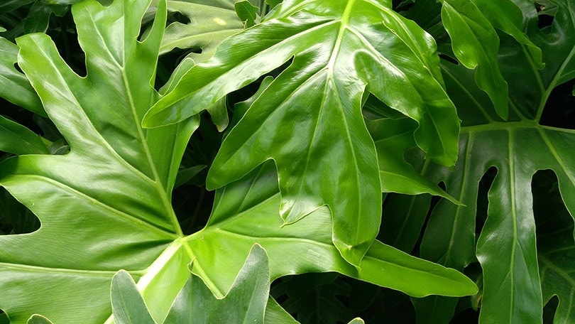 philodendron