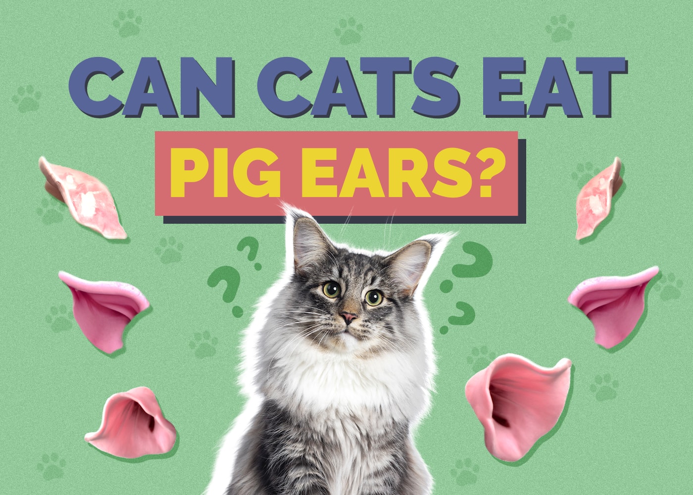 Can Cats Eat pig-ears