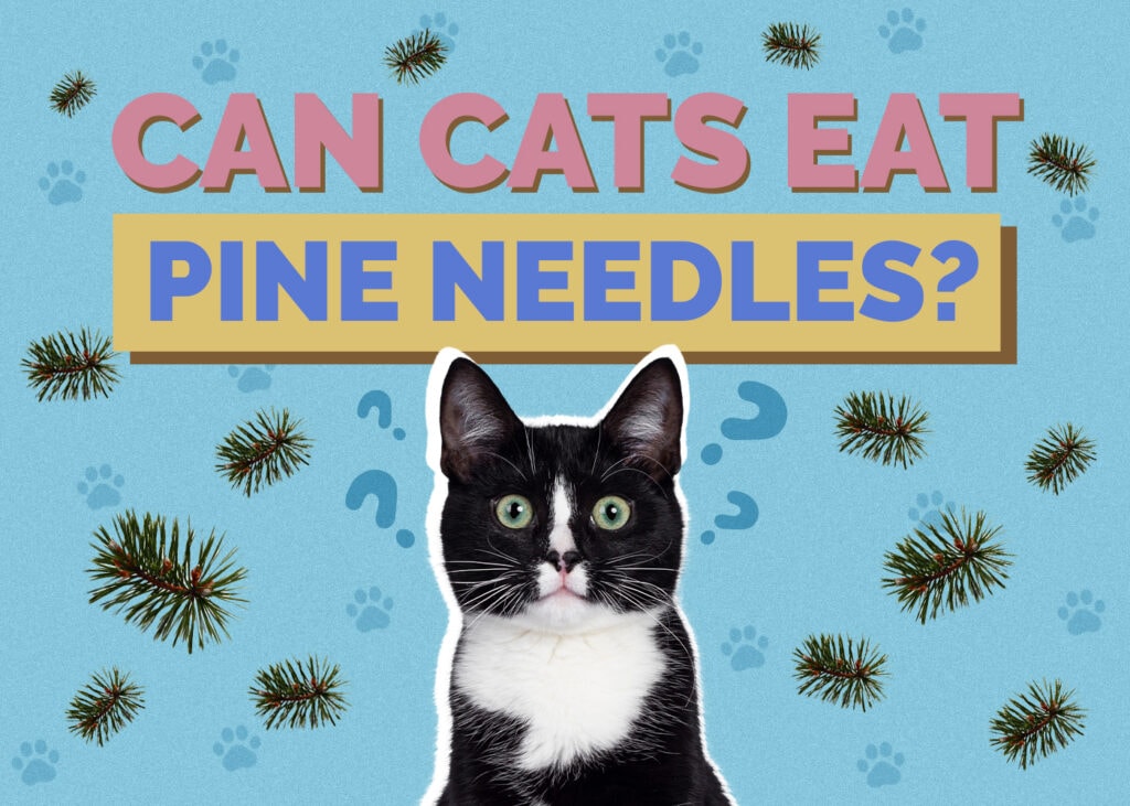 Can Cats Eat pine-needles