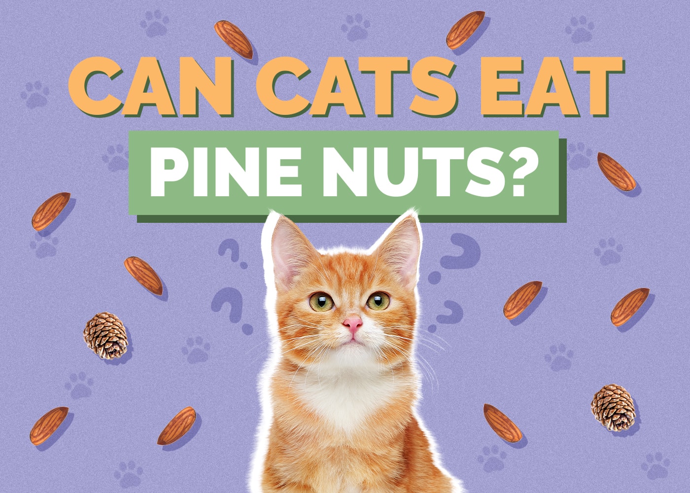 Can Cats Eat pine-nuts