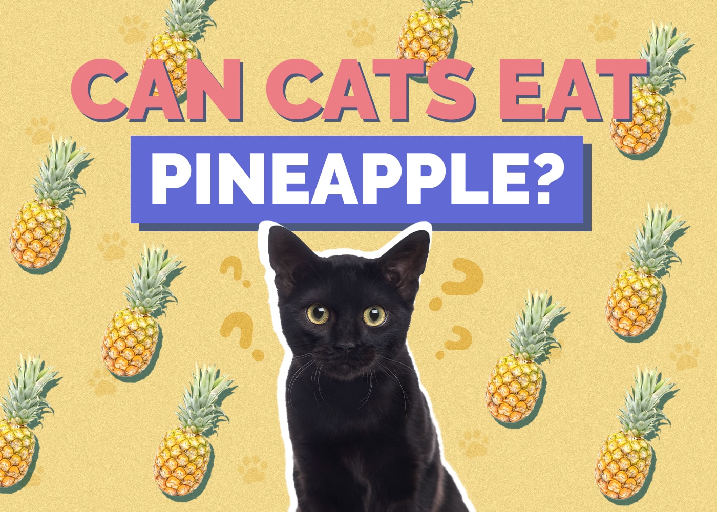 Can Cats Eat pineapple