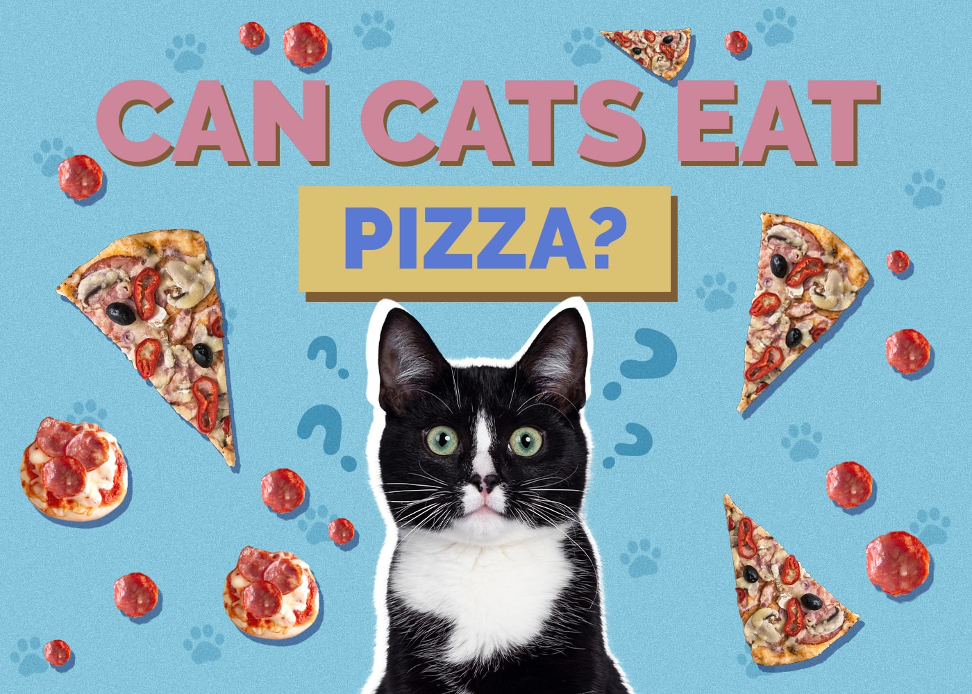 Can Cats Eat pizza