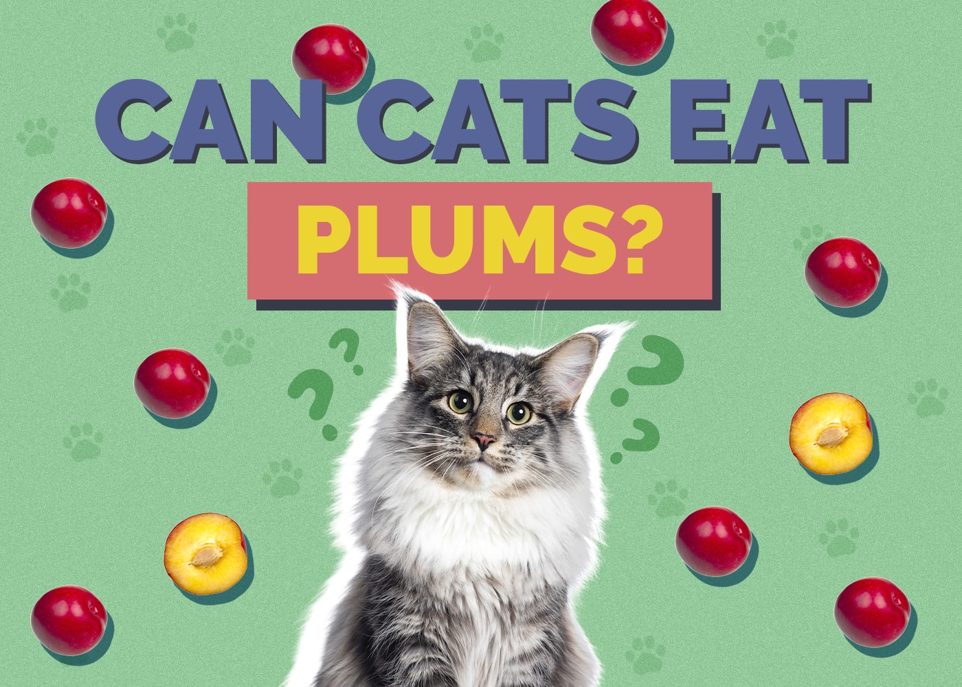 Can Cats Eat plum