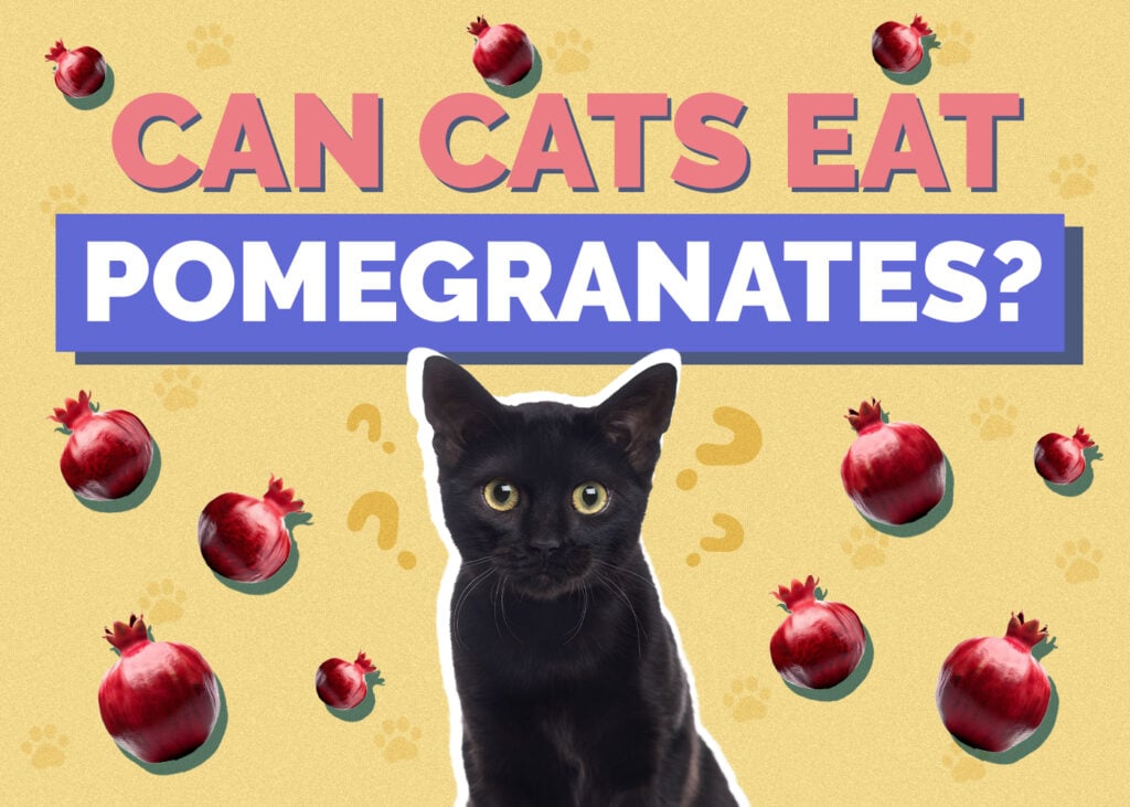 Can Cats Eat pomegranates