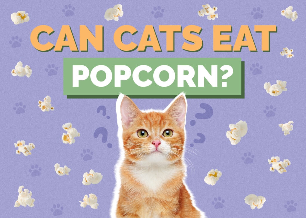Can Cats Eat popcorn
