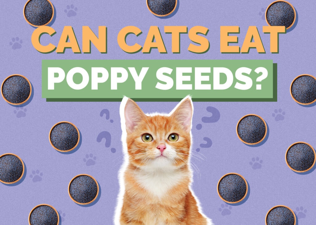 Can Cats Eat poppy-seeds
