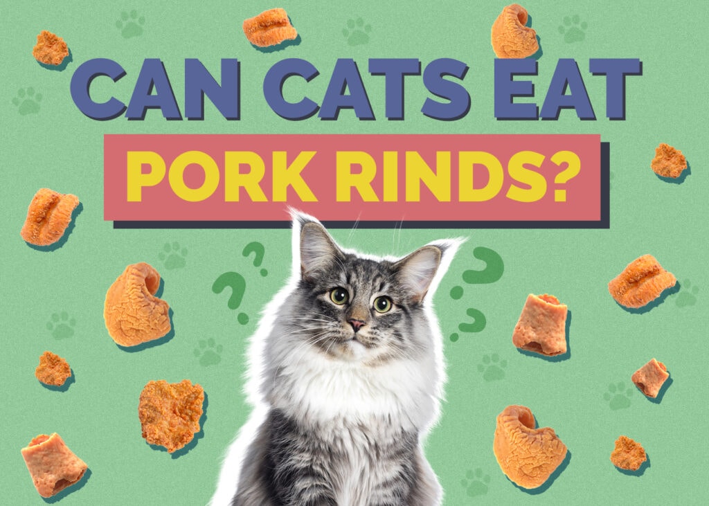 Can Cats Eat pork-rinds