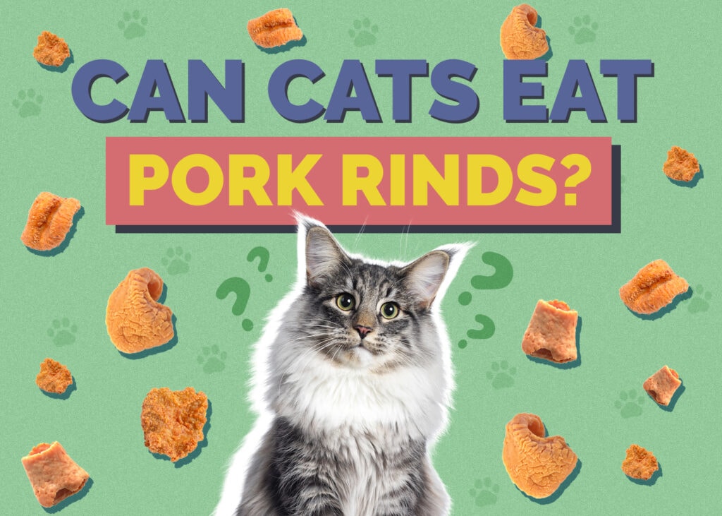 Can Cats Eat Pork Rinds Vet Reviewed Nutritional Facts Precautions Hepper