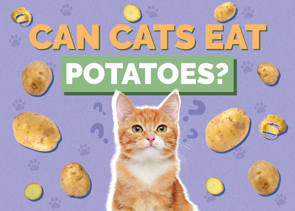 Can Cats Eat potatoes