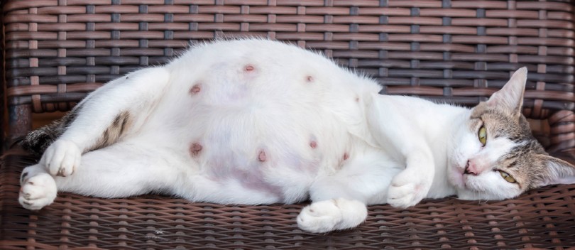 How long is a cat shop pregnant months