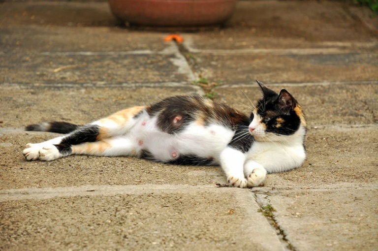15 Signs a Stray or Feral Cat Likes You Understanding Cat Behavior