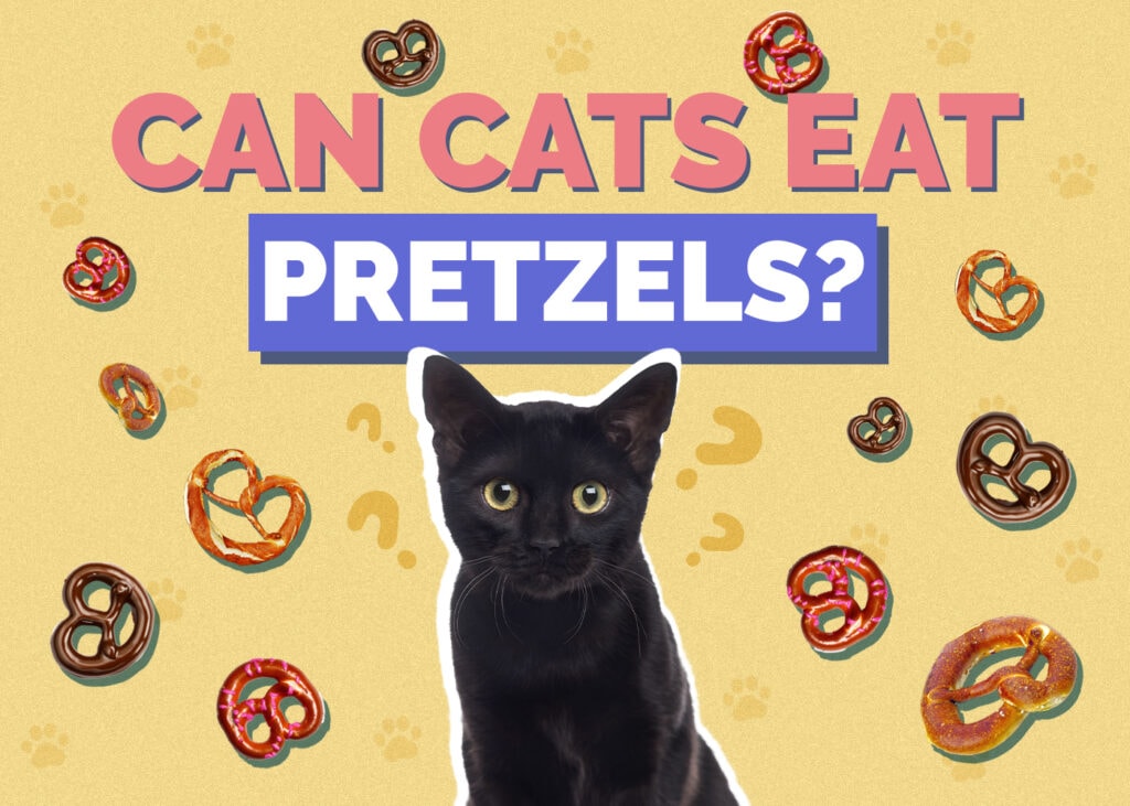 Can Cats Eat pretzels