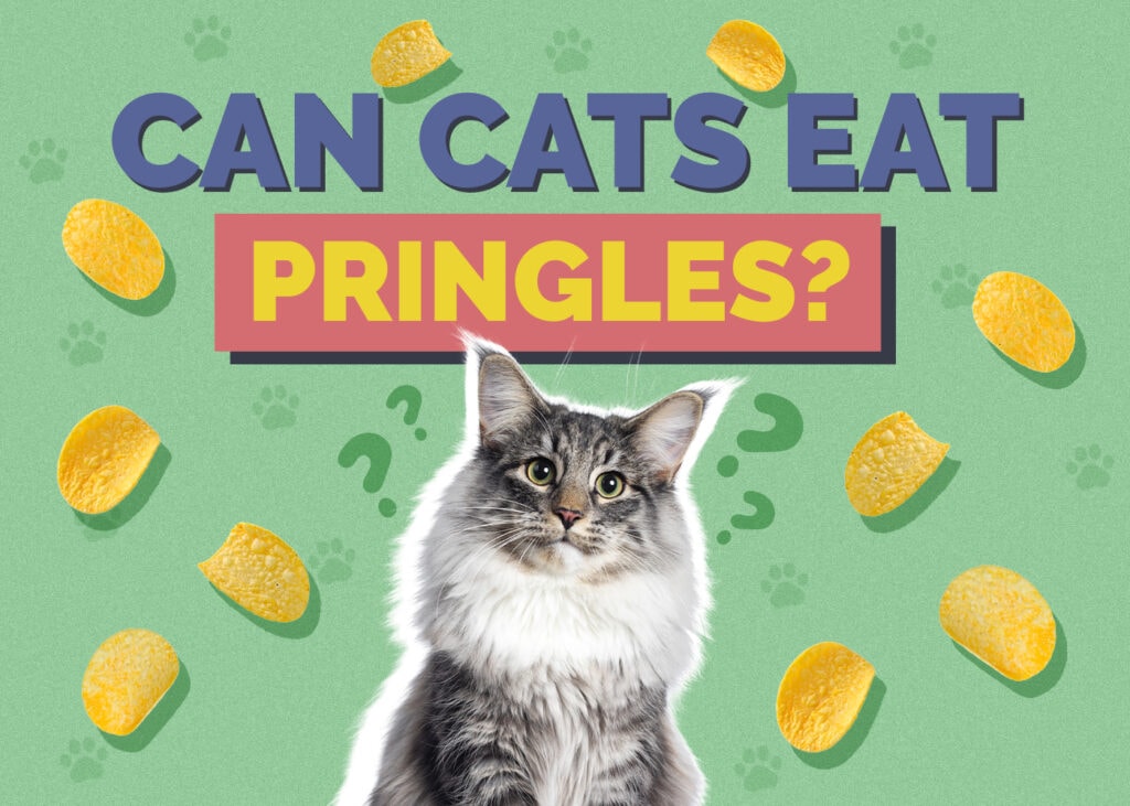 Can Cats Eat pringles