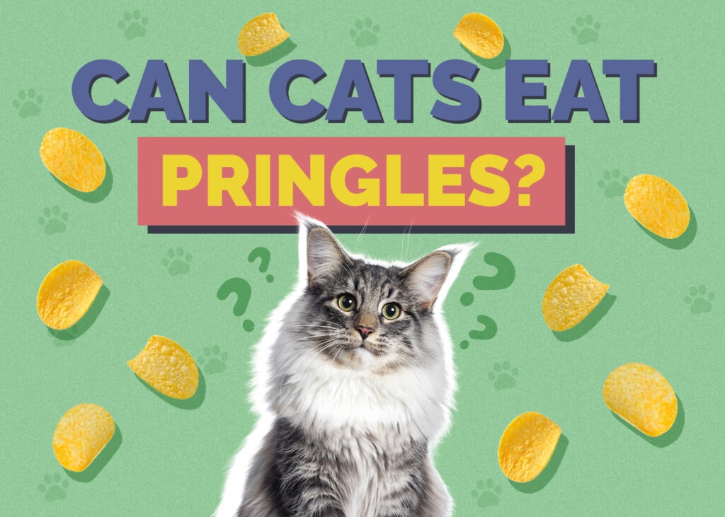 Can kittens hot sale eat chips