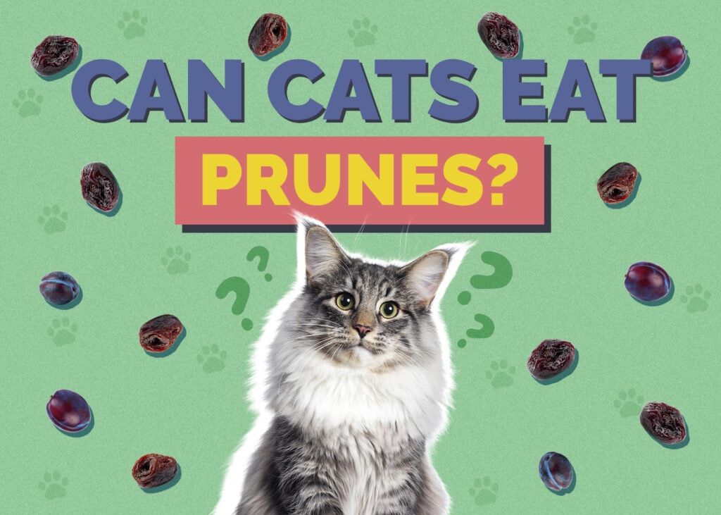 Can Cats Eat prunes