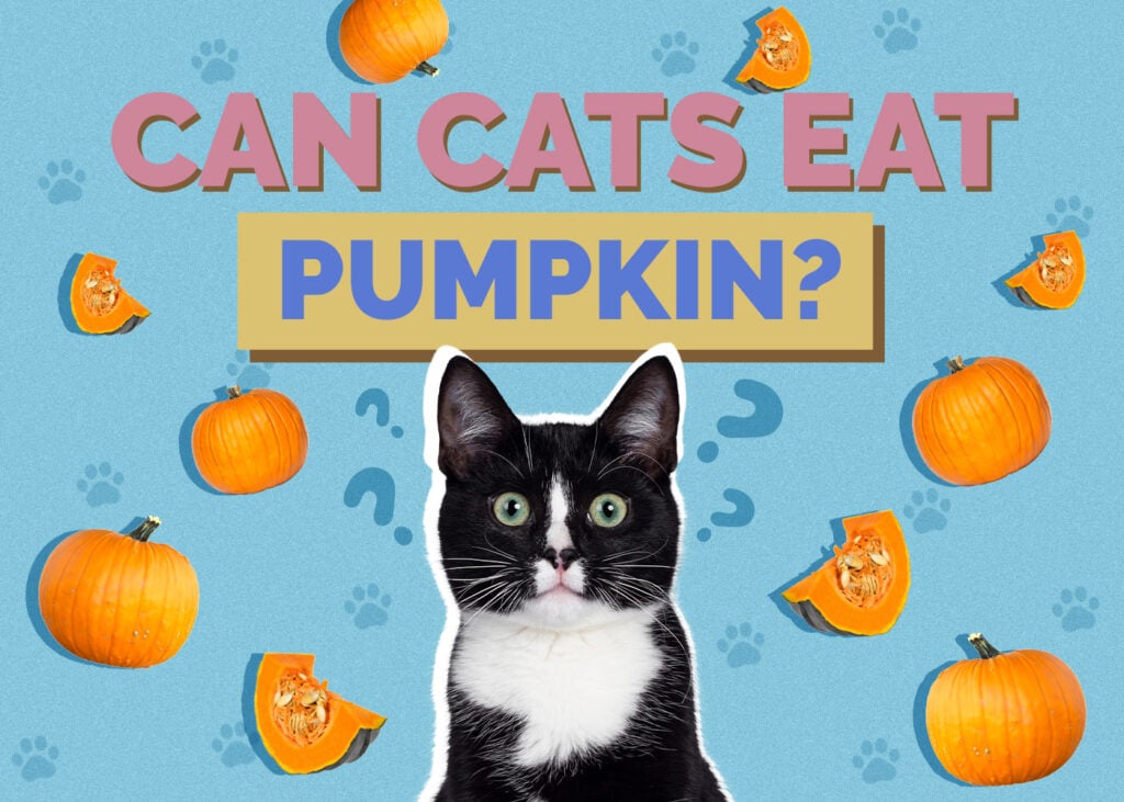 Can Cats Eat pumpkin