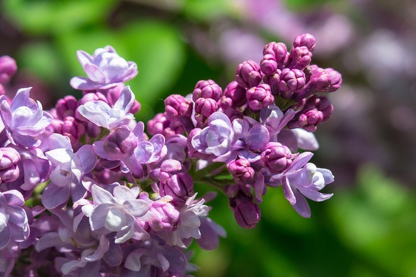 purple and white lilac