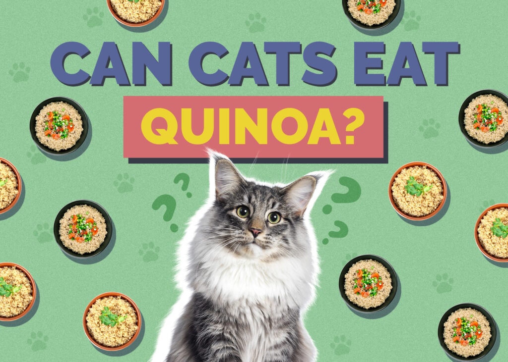 Can Cats Eat quinoa