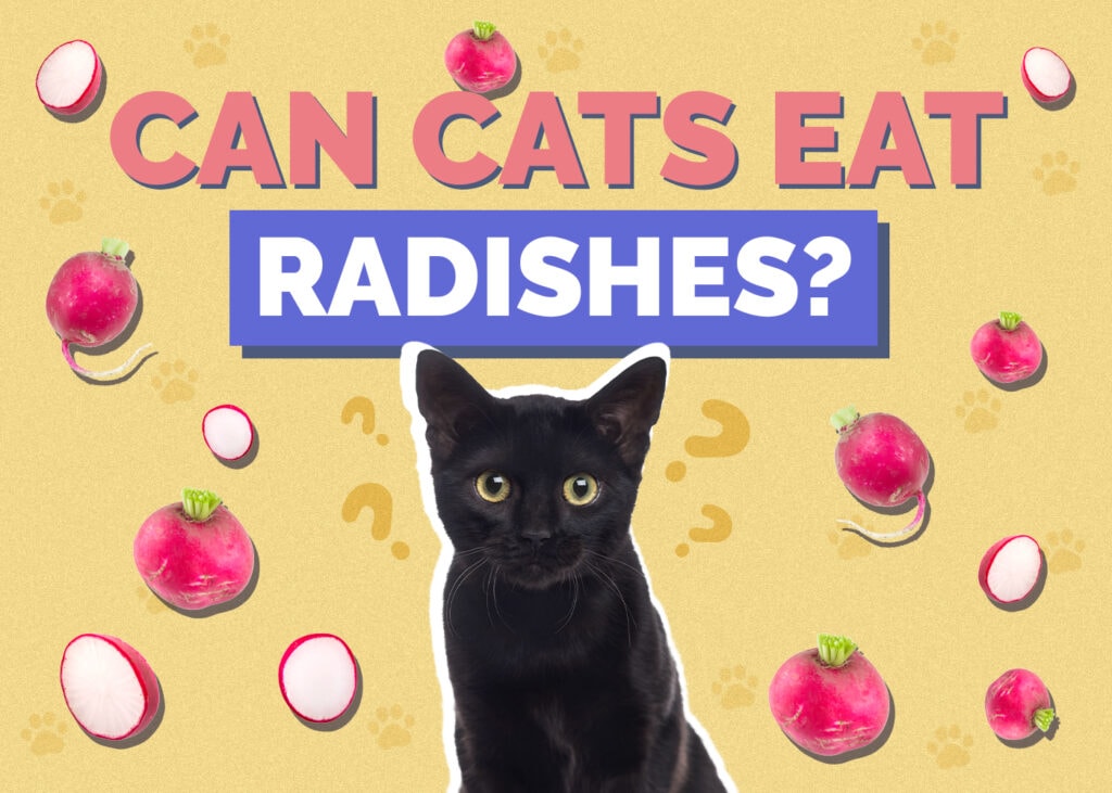 Can Cats Eat radishes