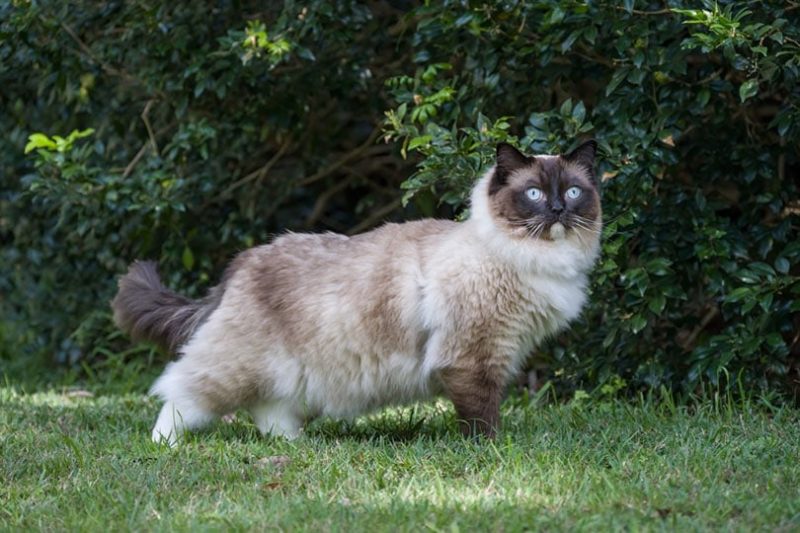 ragdoll cat in a park looking off to the side