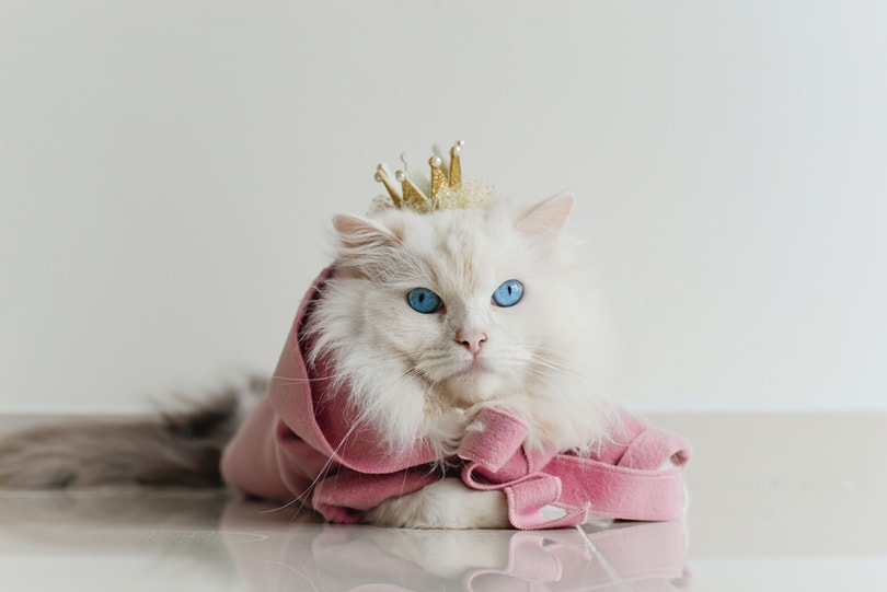 ragdoll cat in pink coat with yellow crown