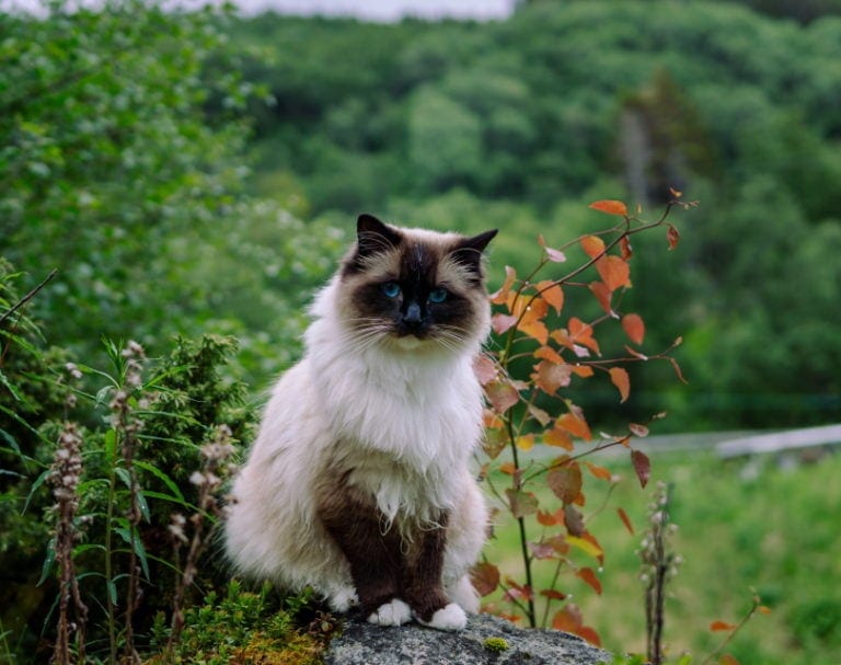 150 Spanish Cat Names: Our Top Picks for Your Cat (with Meanings) | Hepper