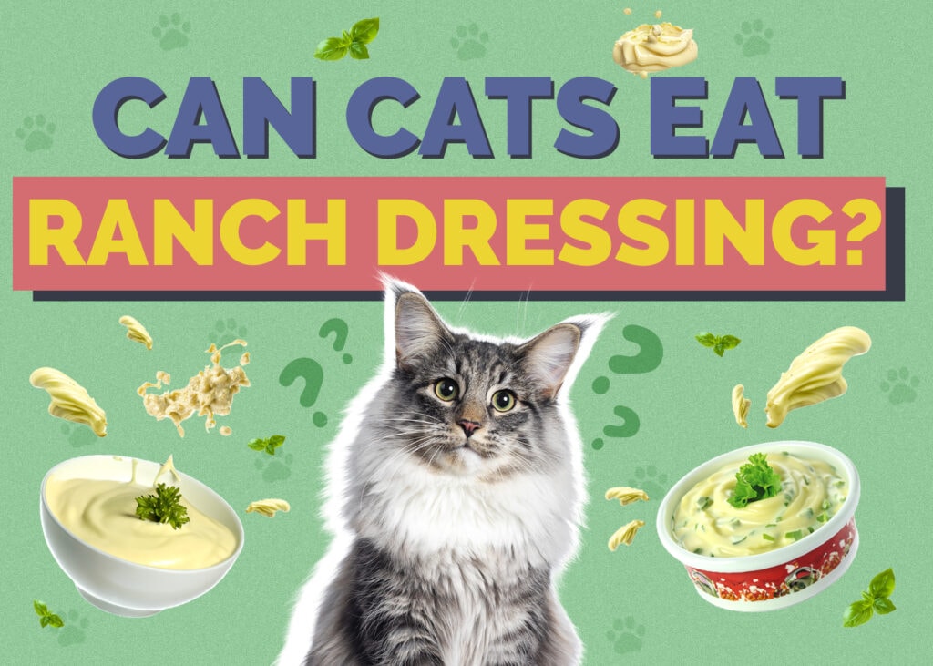 Can Cats Eat ranch-dressing