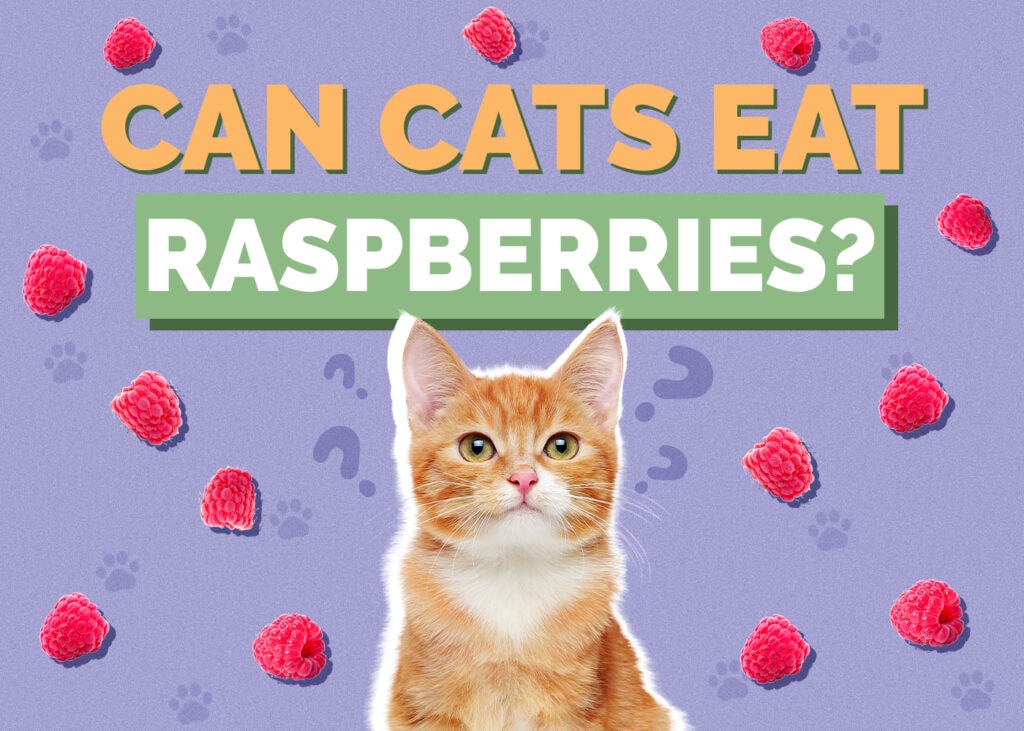 Can Cats Eat raspberries