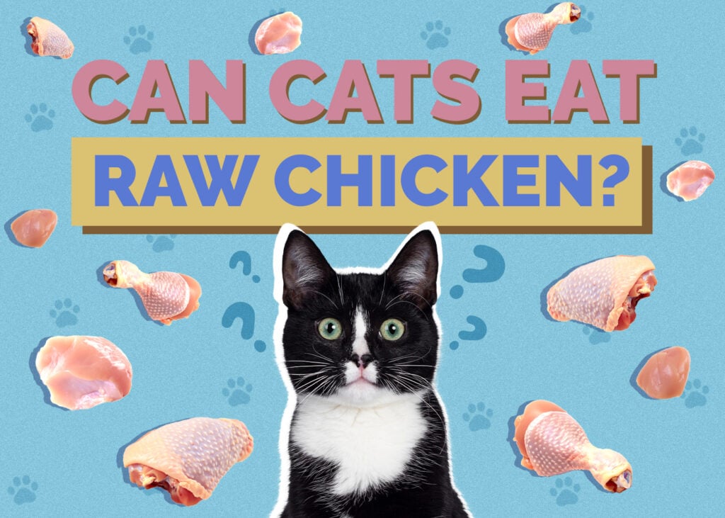 Can Cats Eat raw-chicken