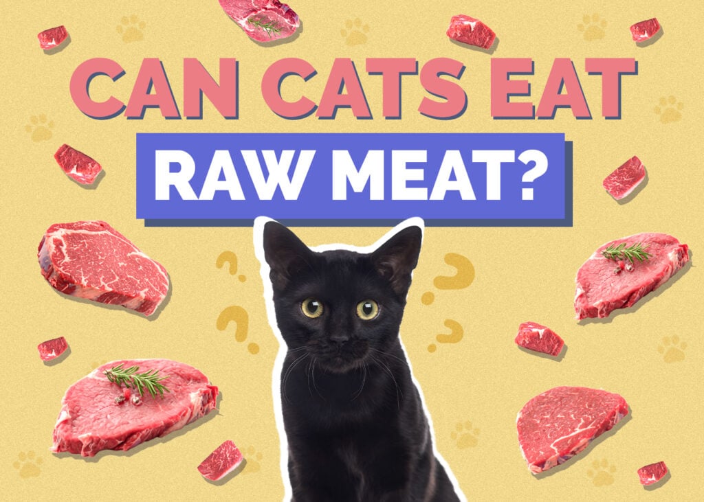 Can Cats Eat raw-meat