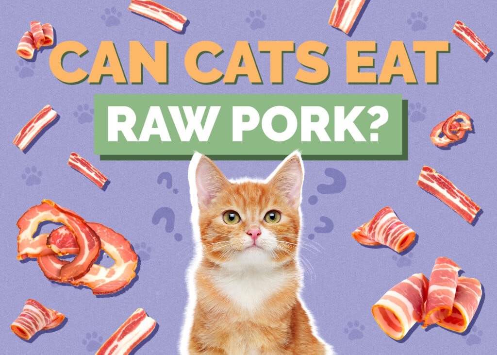 Can Cats Eat raw-pork