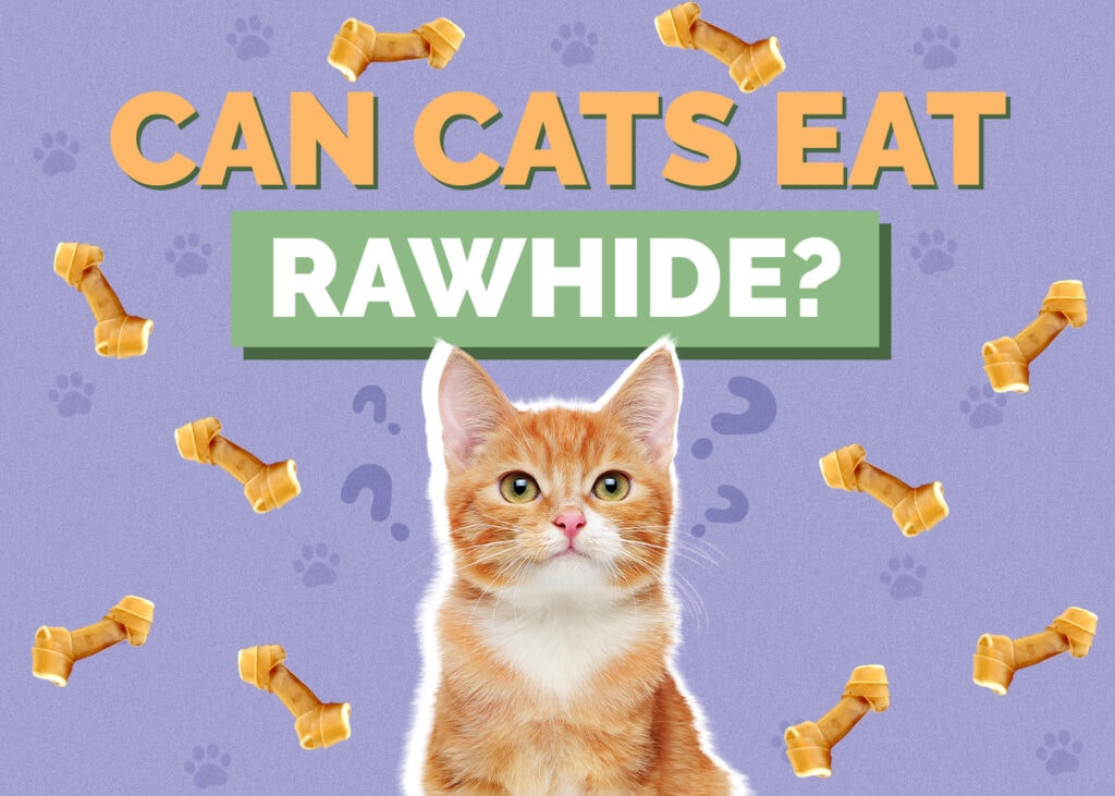 Can Cats Eat rawhide