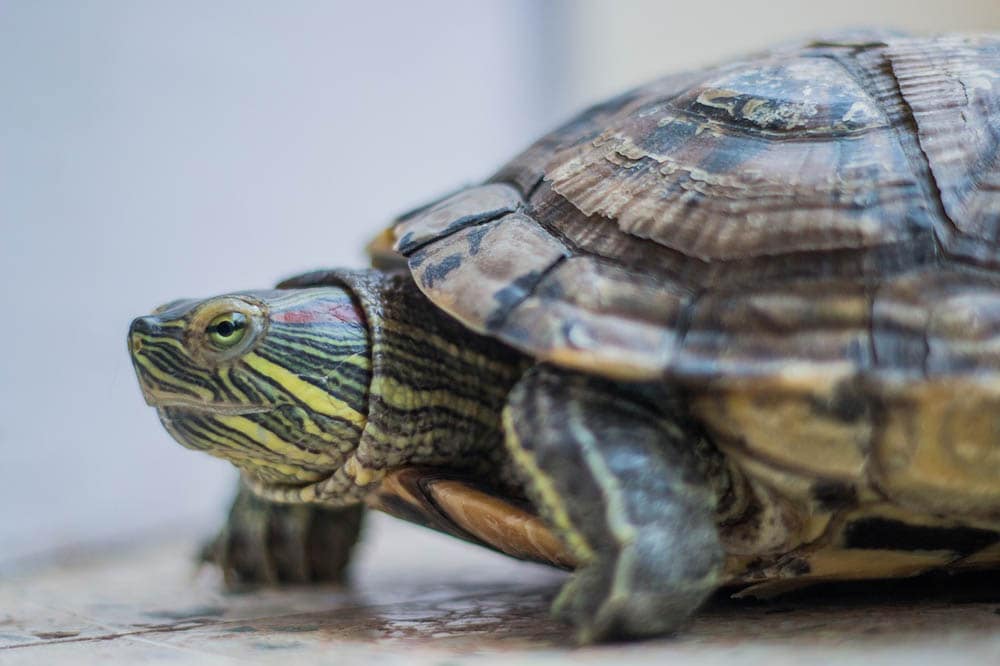 red eared slider