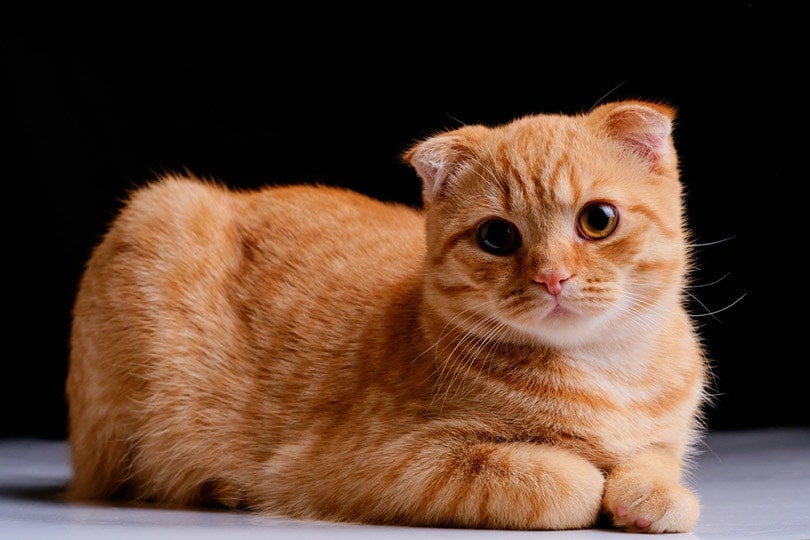 red scottish fold cat on a dark background