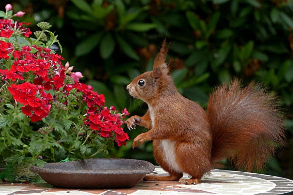 red squirrel in garden