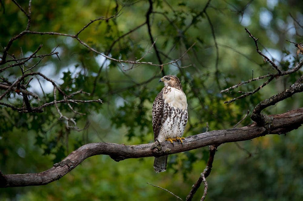 redtail hawk in the tree