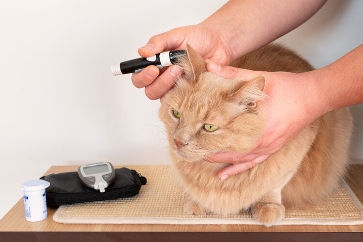 How long can a cat live with diabetes