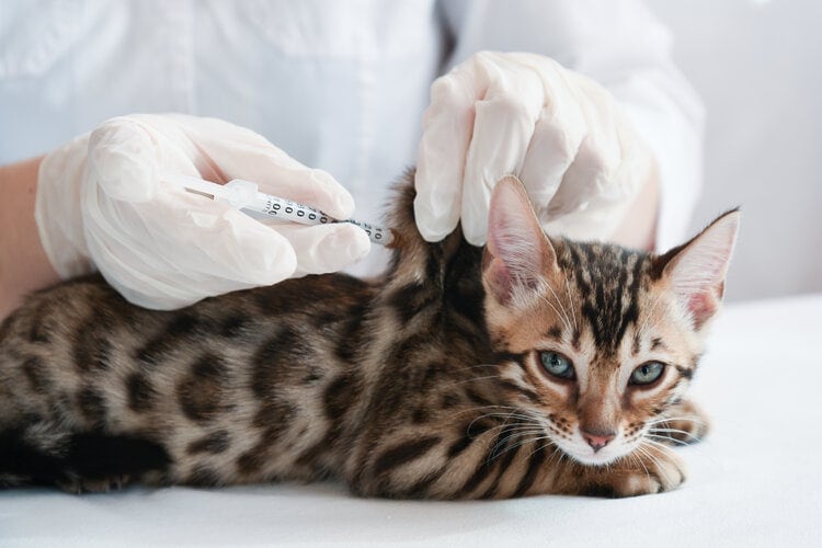 cat getting insulin injection