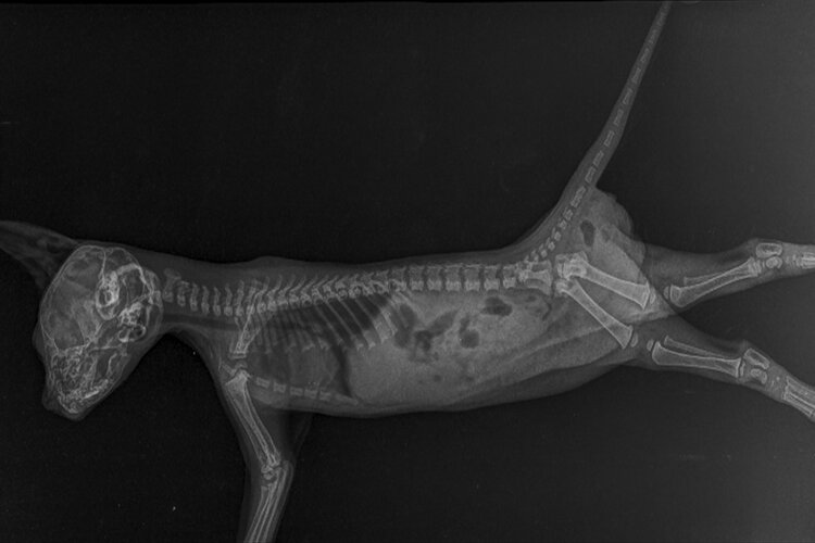 cat lateral xray
