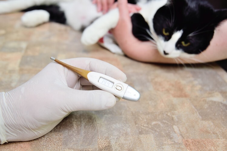cat with fever
