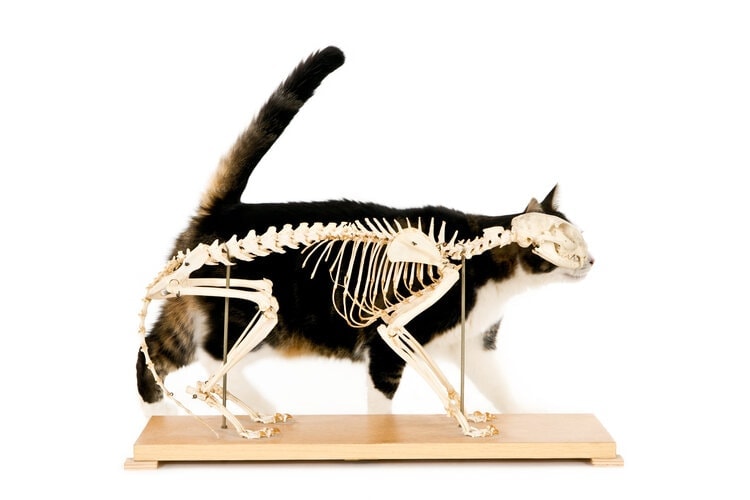 cat with skeleton model