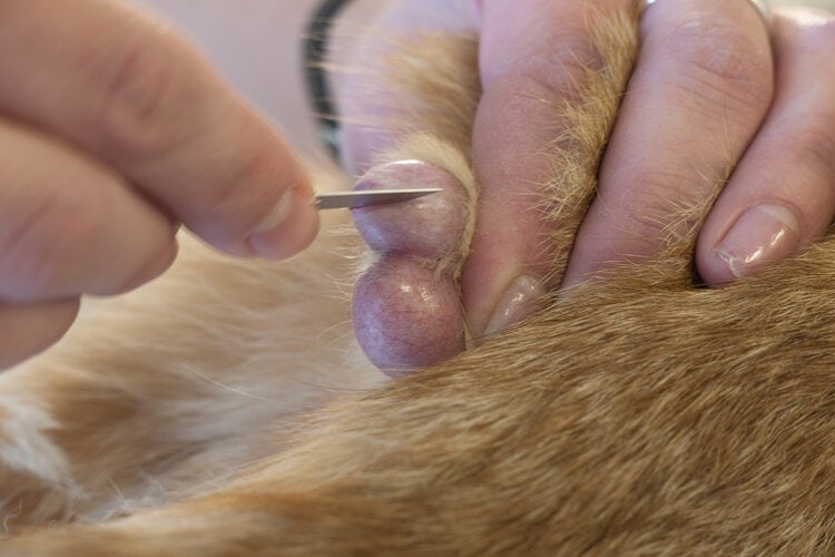 How do you neuter a sales male cat